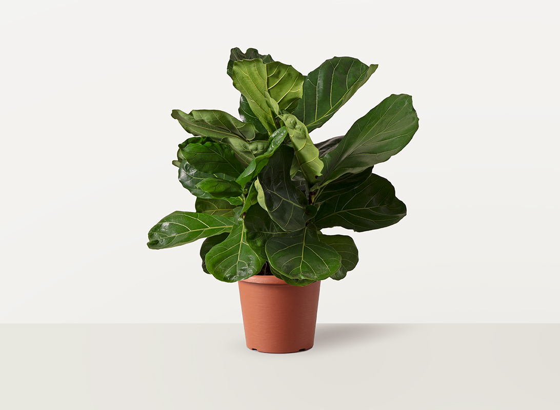 Ficus lyrata