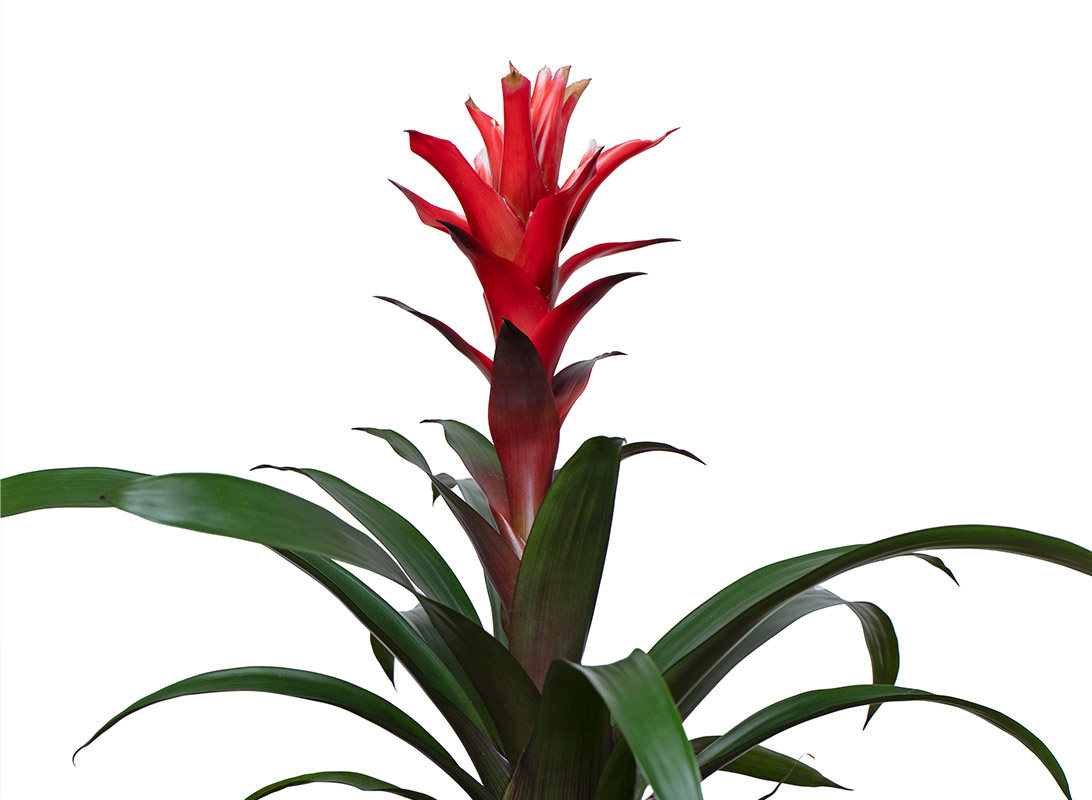 Guzmania