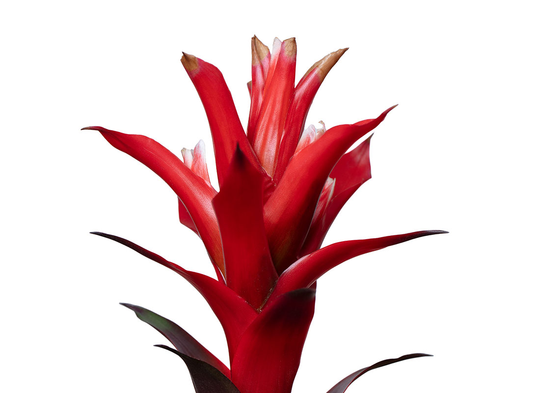Guzmania