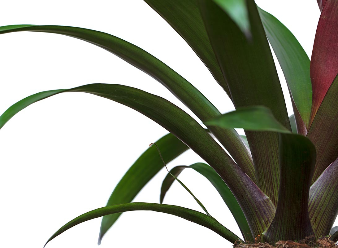 Guzmania