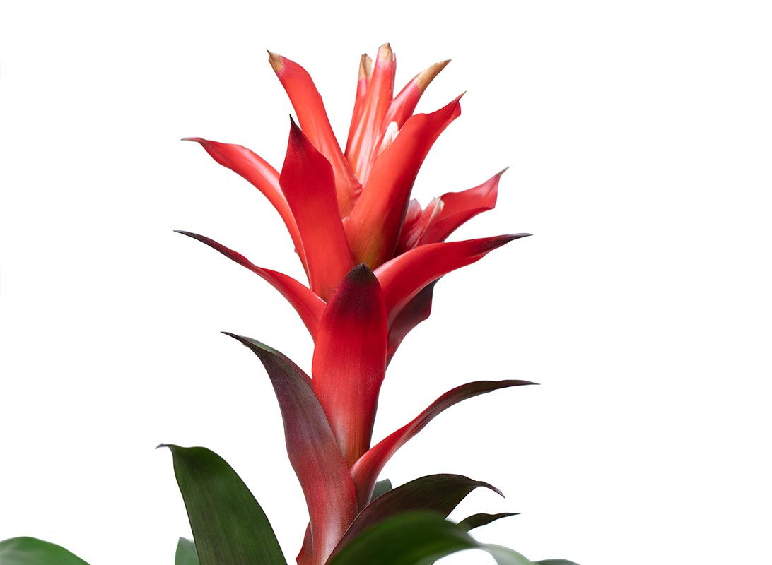 Guzmania