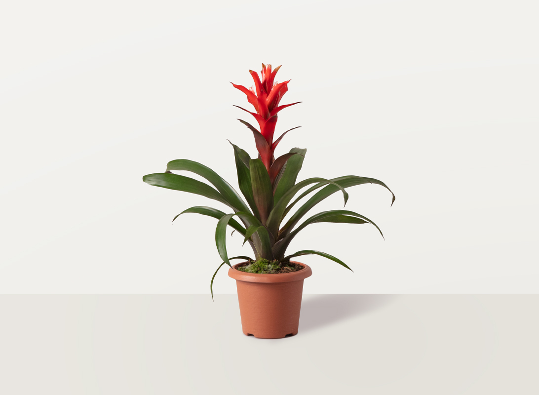 Guzmania