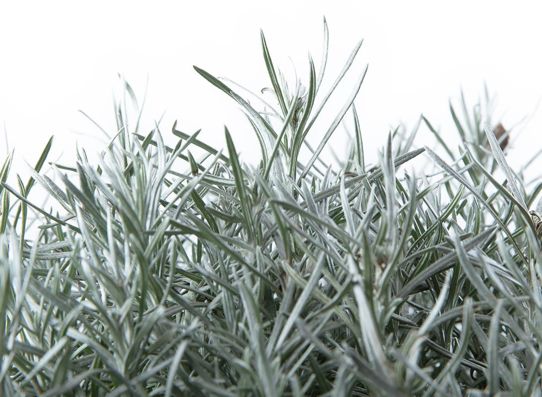 Helichrysum italicum (Elicriso)