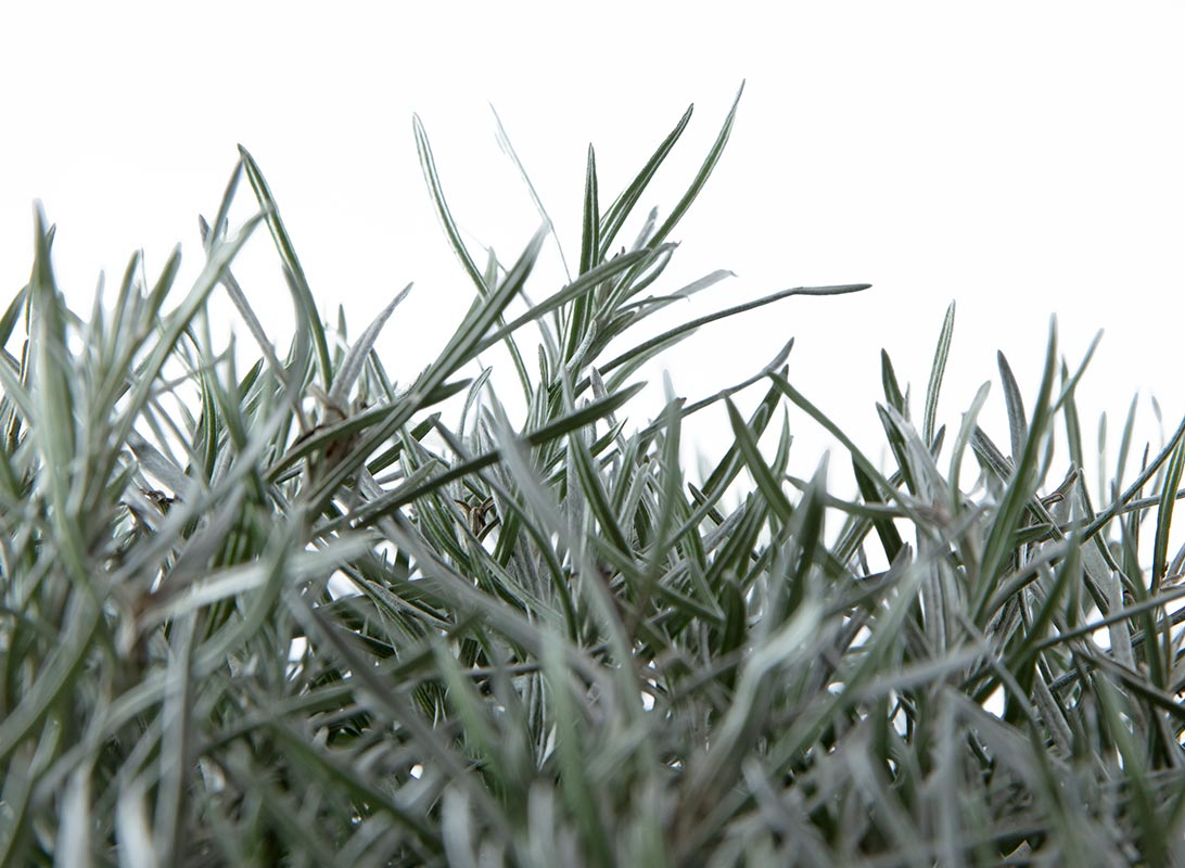 Helichrysum italicum (Elicriso)