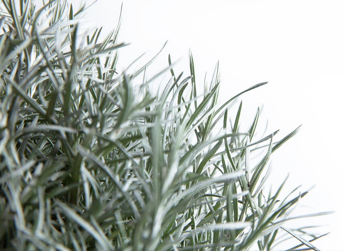 Helichrysum italicum (Elicriso)