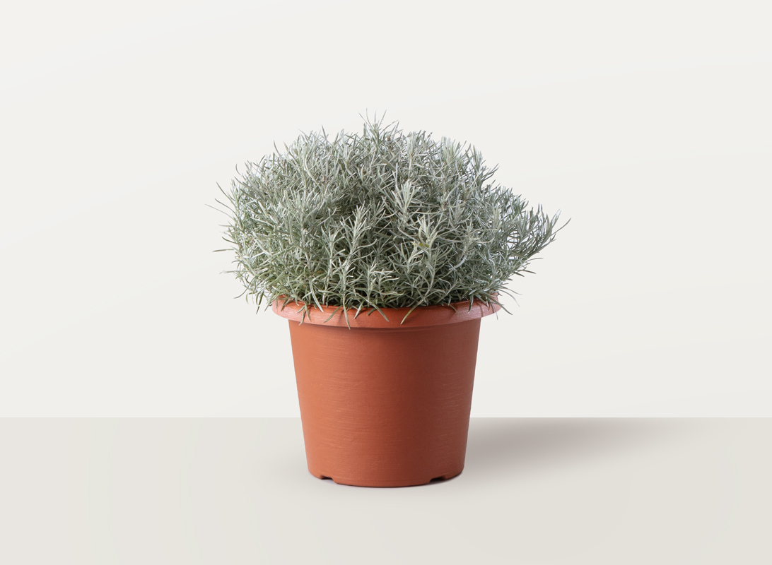 Helichrysum italicum (Elicriso)