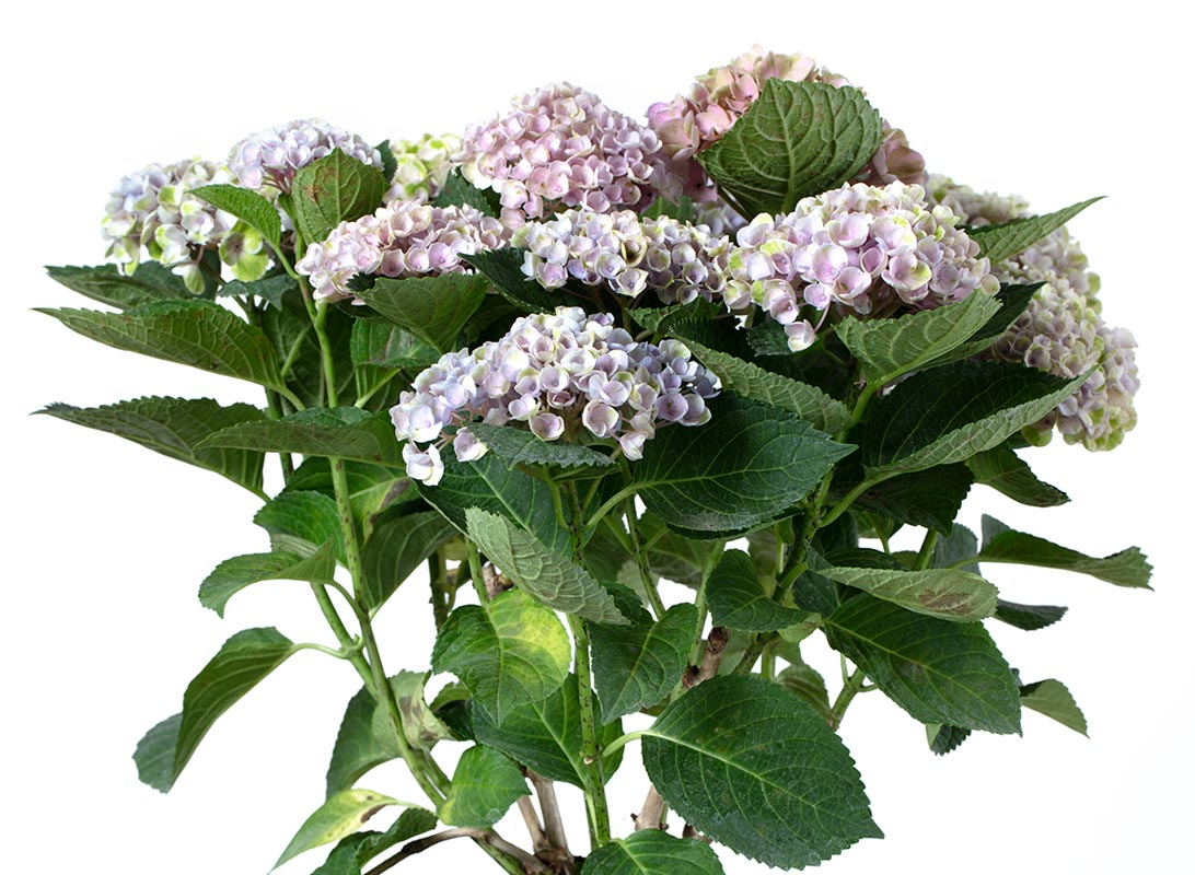 Hydrangea (Ortensia) rosa