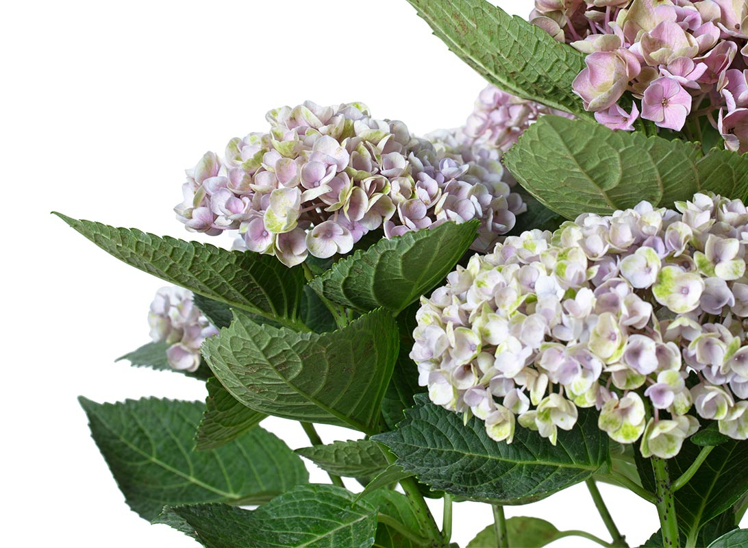 Hydrangea (Ortensia) rosa