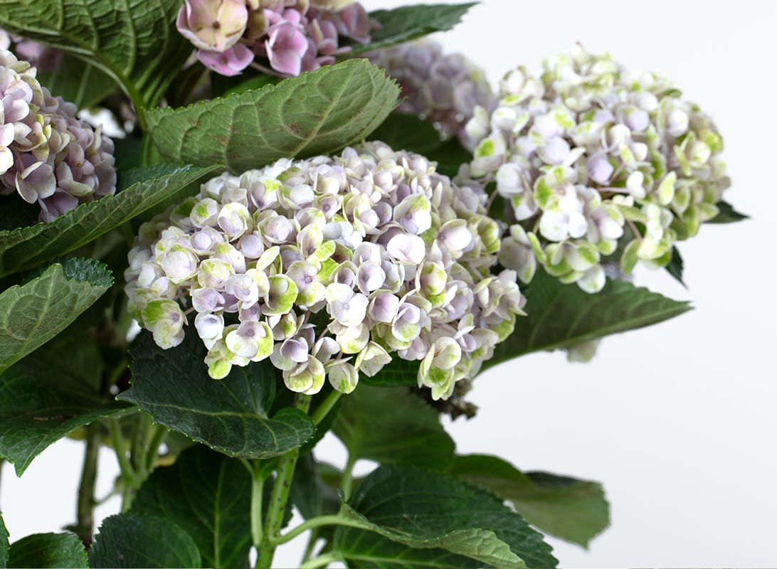 Hydrangea (Ortensia) rosa