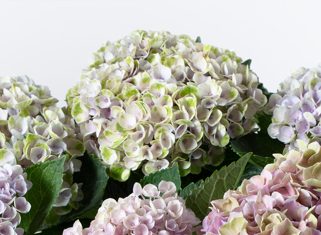 Hydrangea (Ortensia) rosa