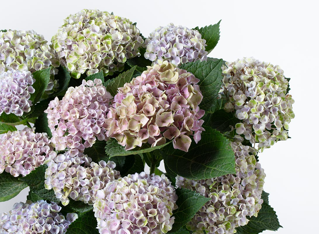 Hydrangea (Ortensia) rosa
