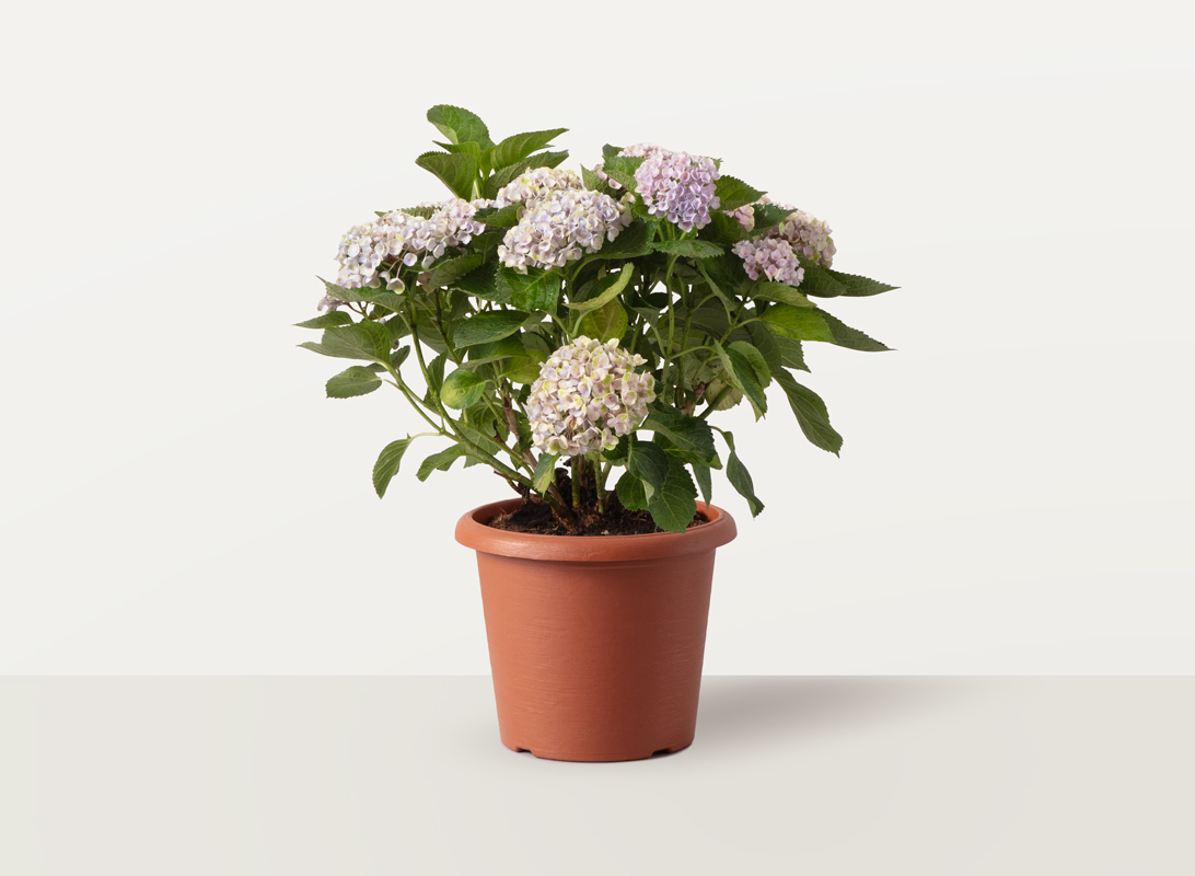 Hydrangea (Ortensia) rosa
