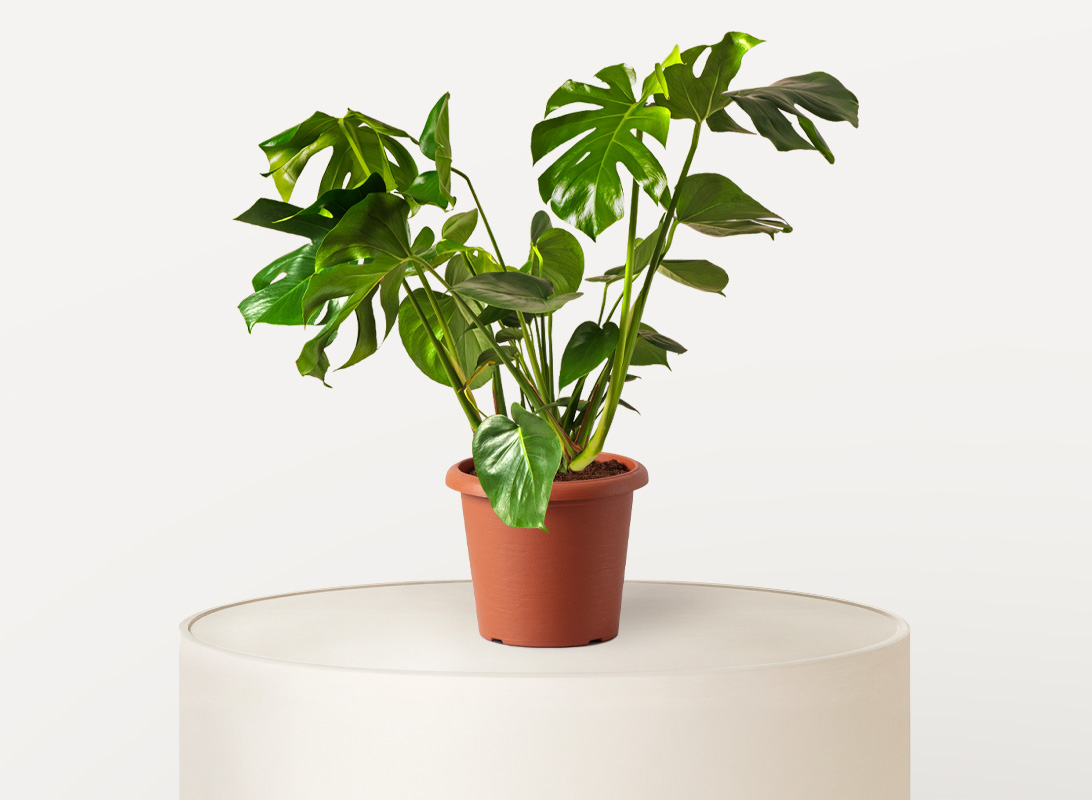Monstera deliciosa (Philodendron)