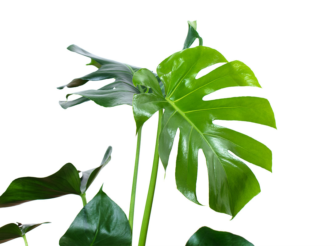 Monstera deliciosa (Philodendron)