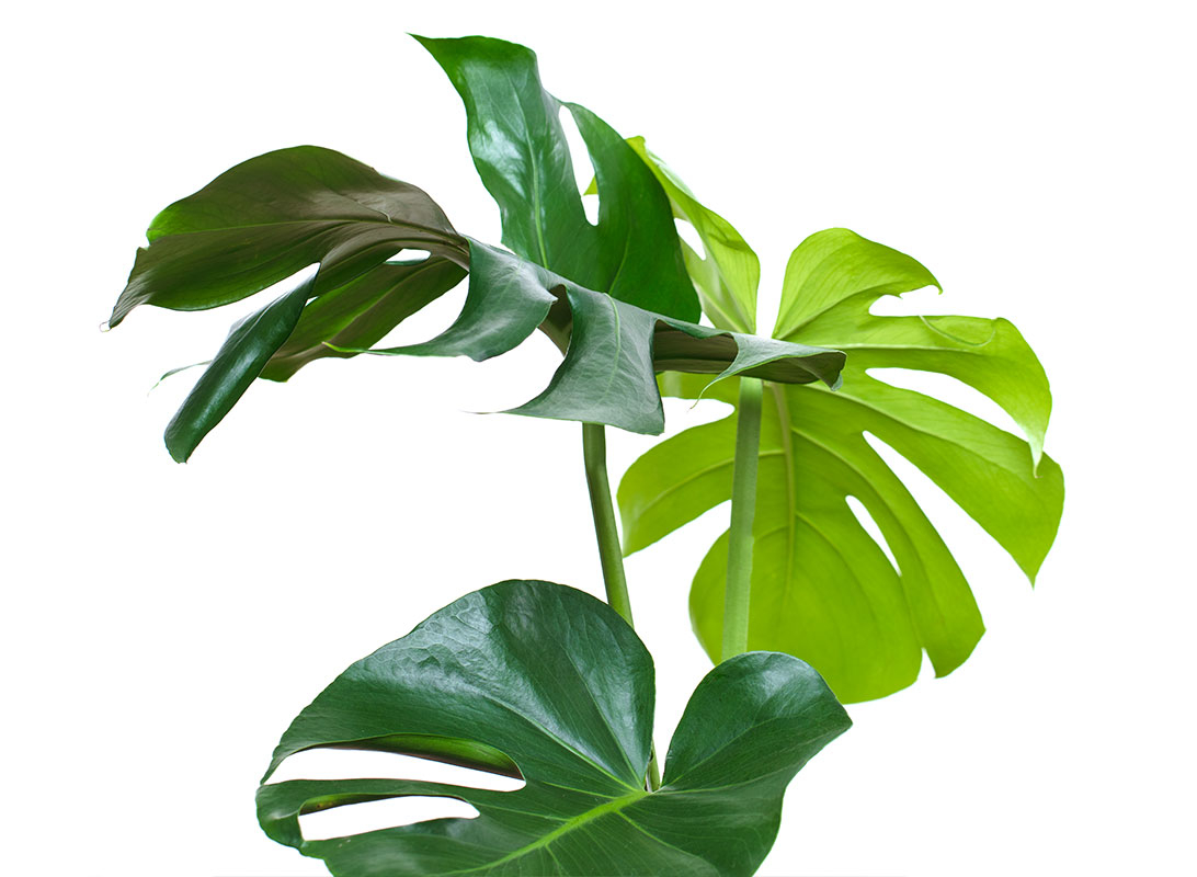 Monstera deliciosa (Philodendron)