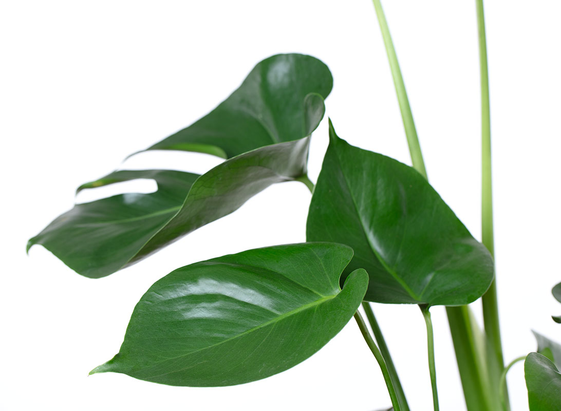 Monstera deliciosa (Philodendron)