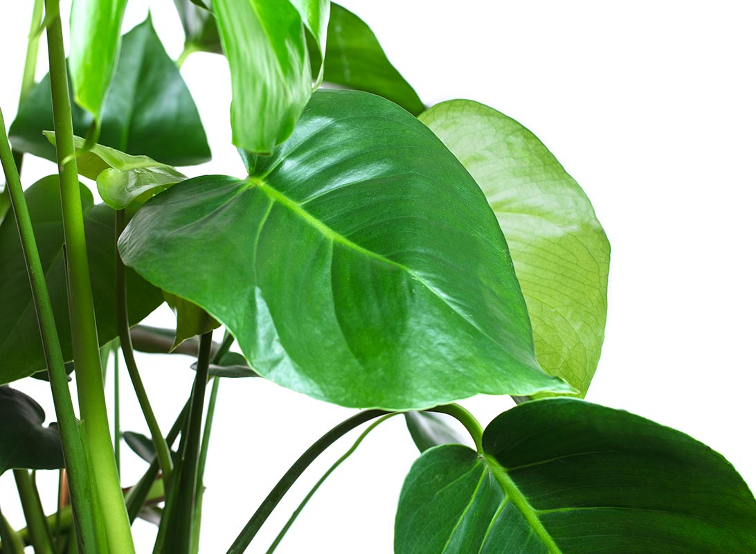 Monstera deliciosa (Philodendron)