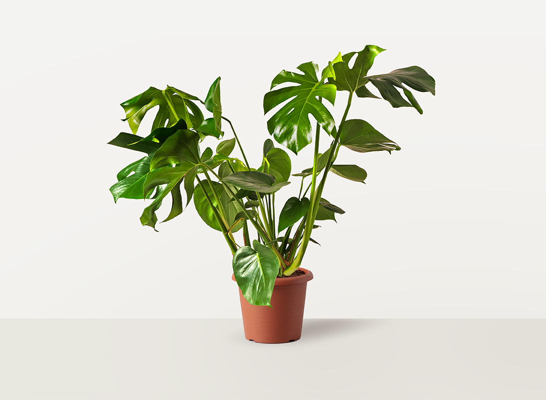 Monstera deliciosa (Philodendron)