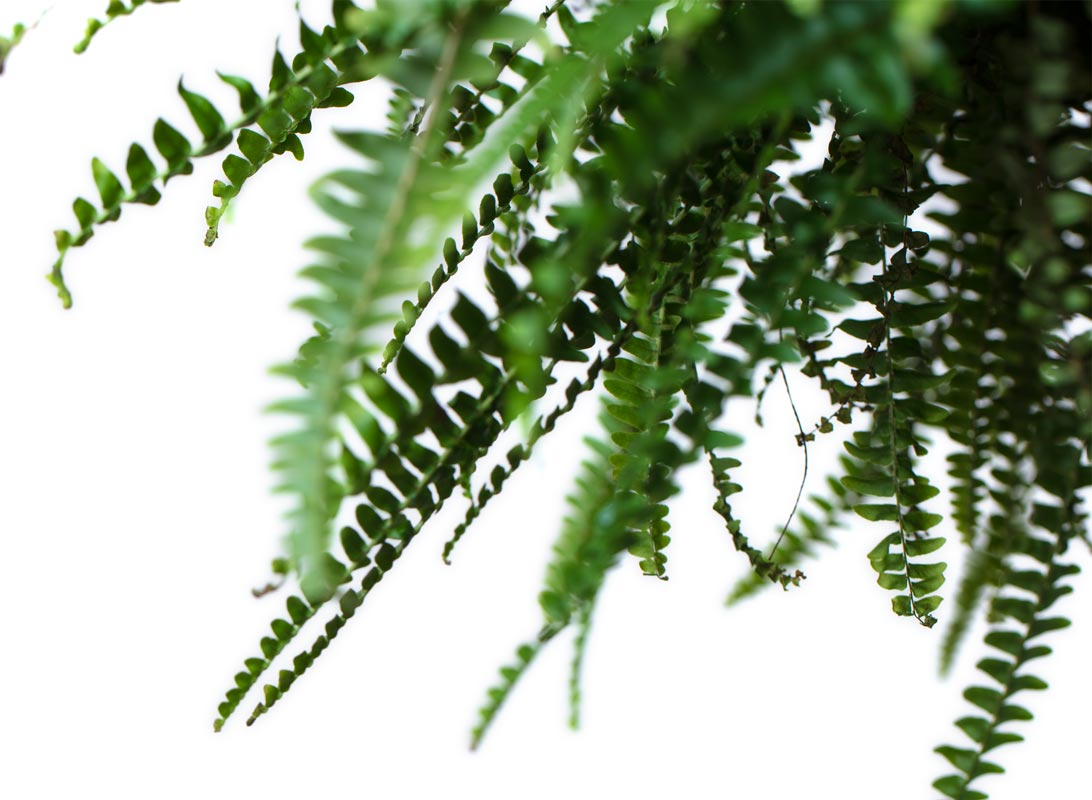 Nephrolepis basket (Felce)