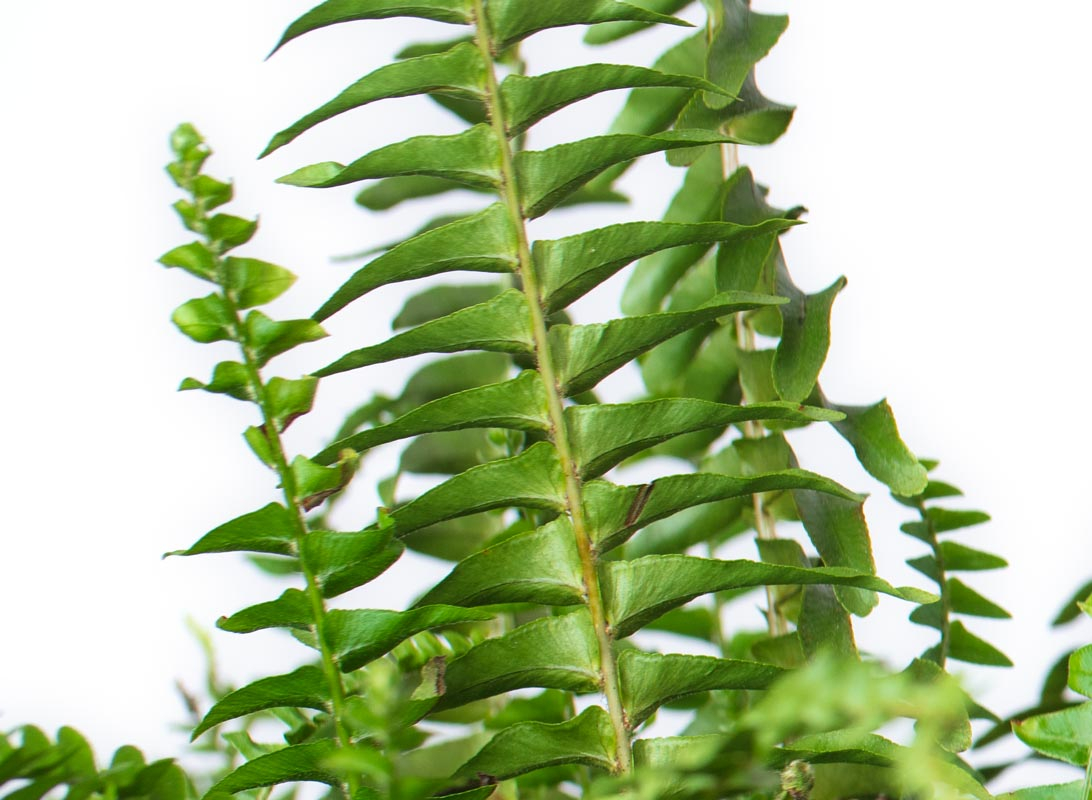 Nephrolepis basket (Felce)