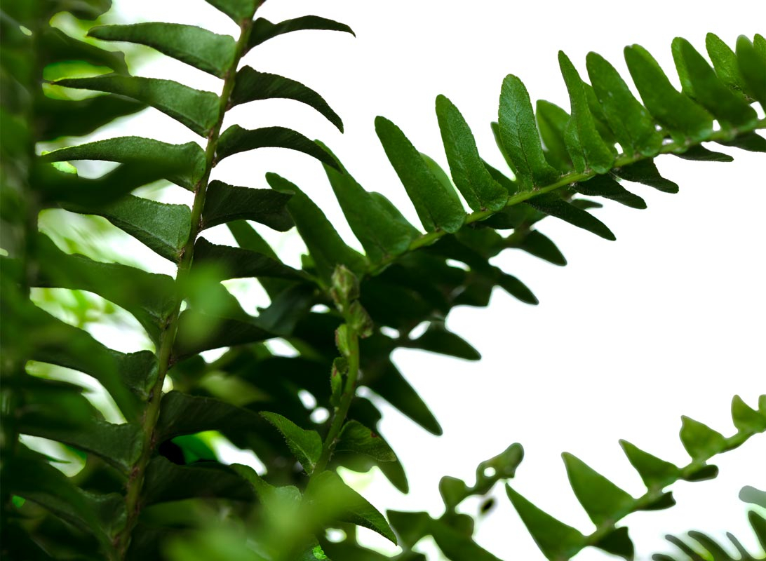 Nephrolepis basket (Felce)