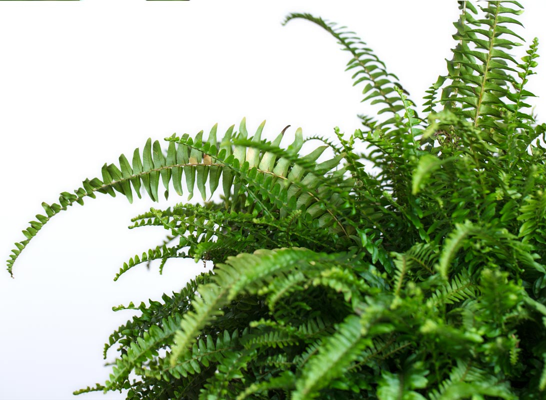 Nephrolepis basket (Felce)