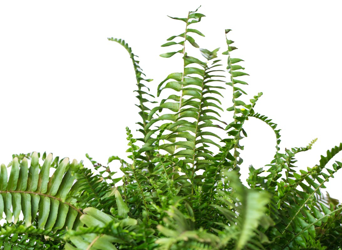 Nephrolepis basket (Felce)
