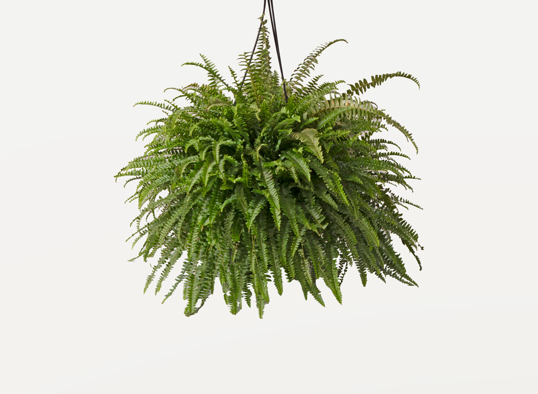 Nephrolepis basket (Felce)