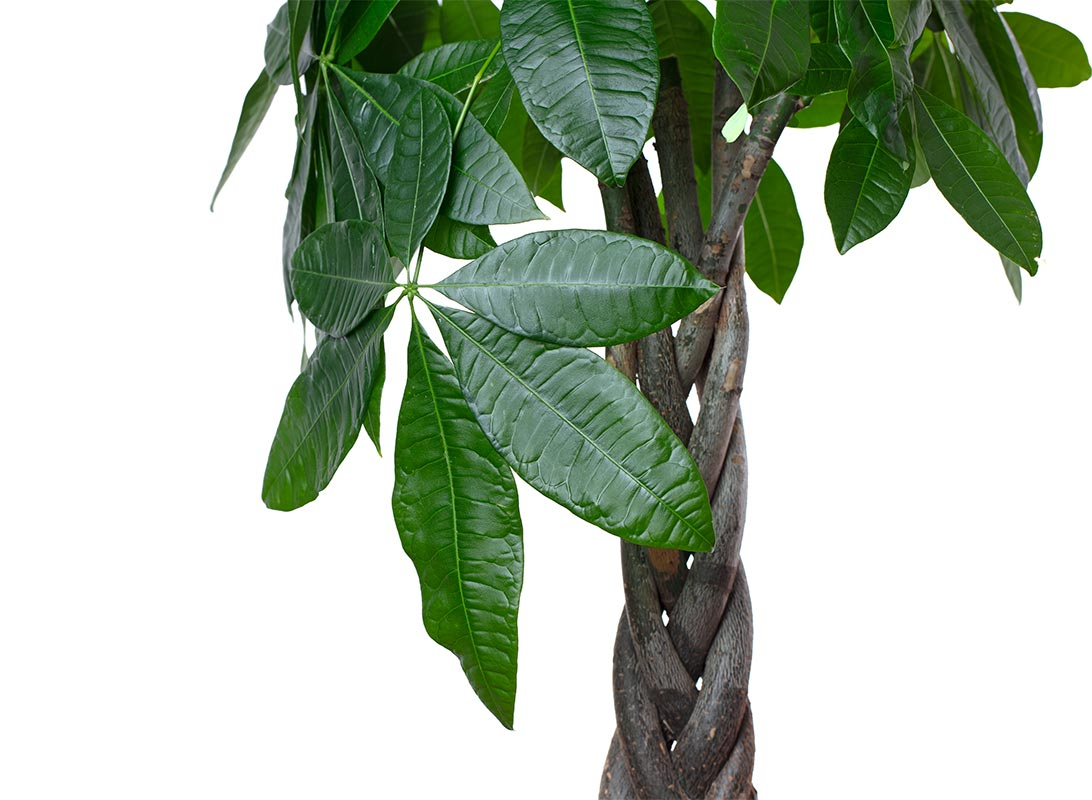 Pachira aquatica