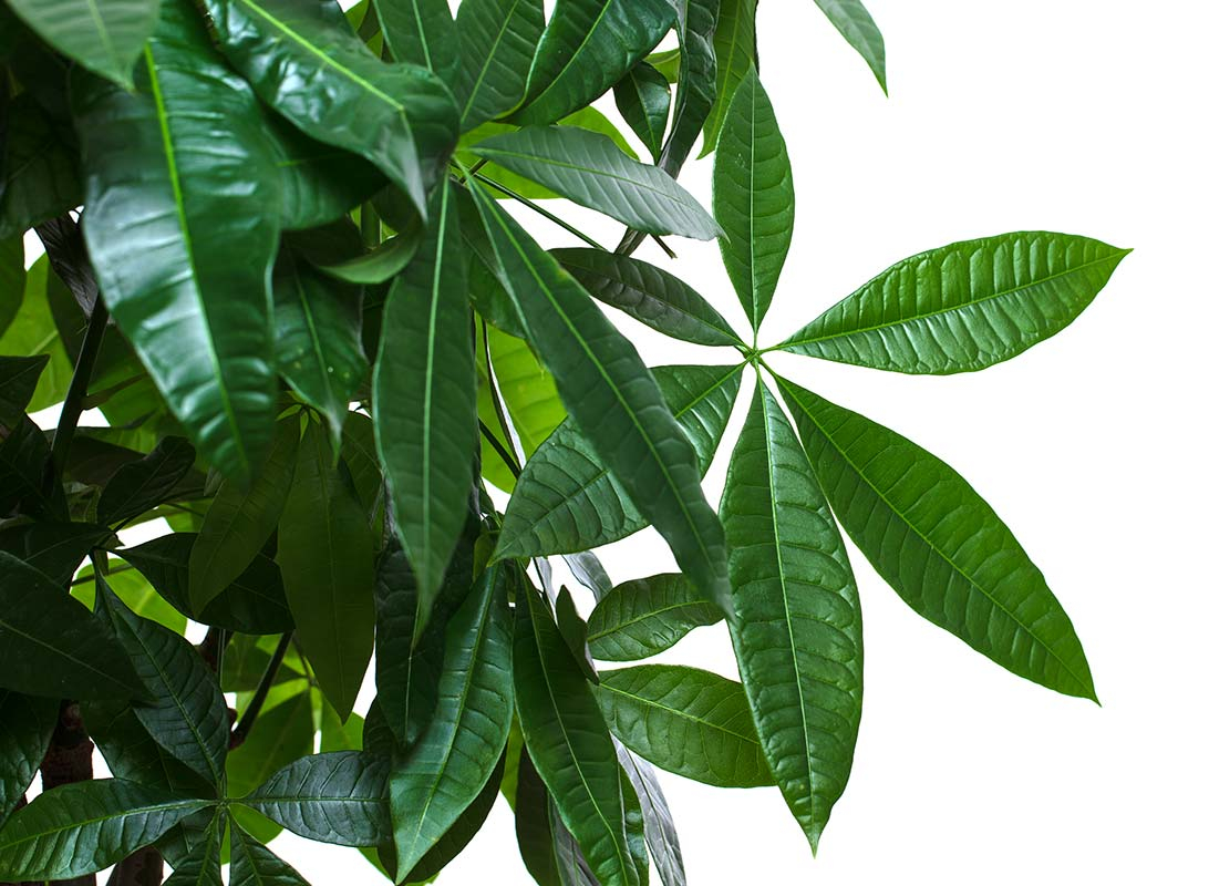 Pachira aquatica