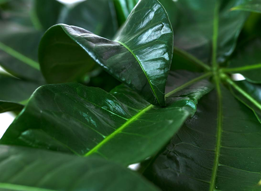 Pachira aquatica