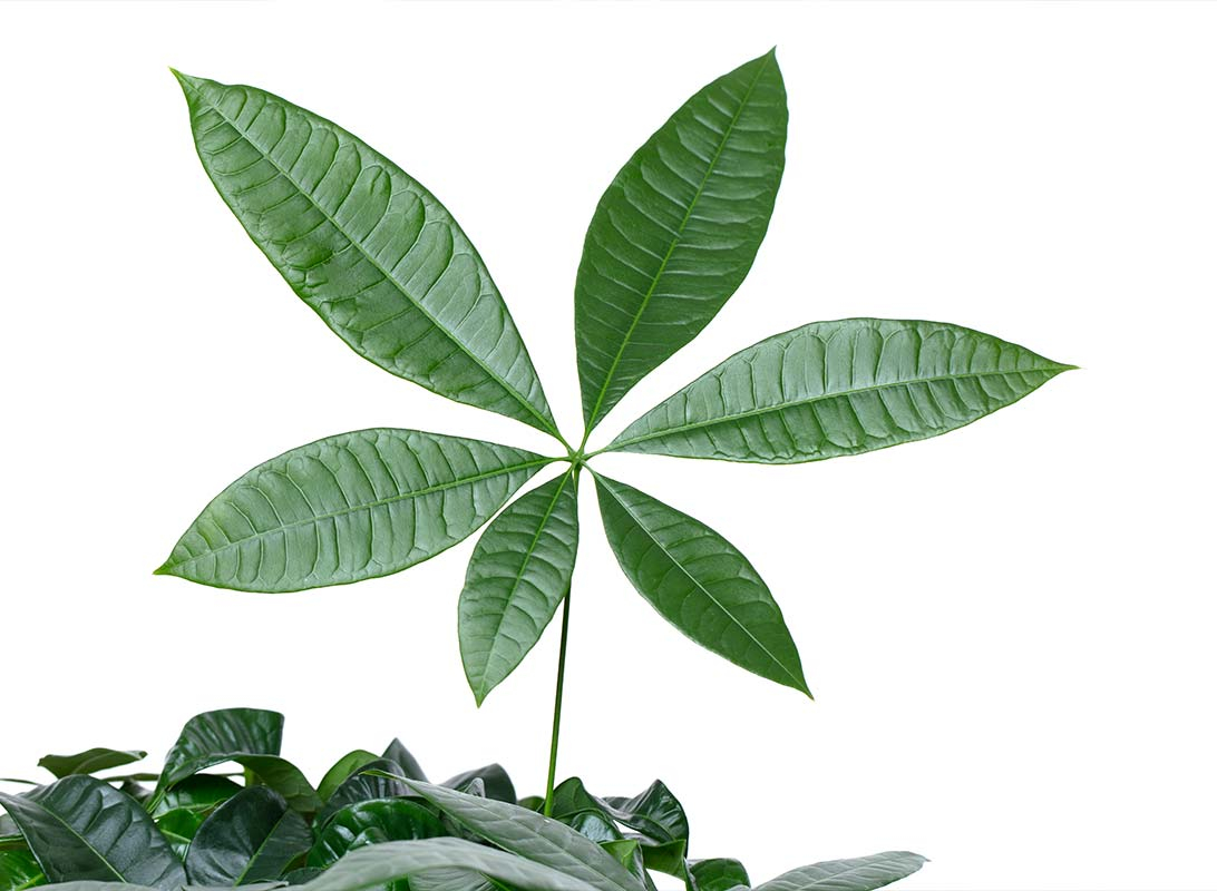 Pachira aquatica
