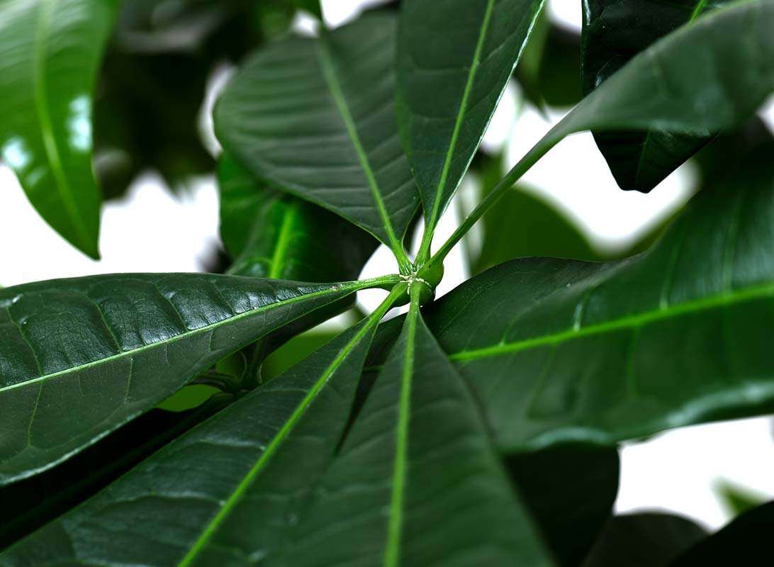 Pachira aquatica