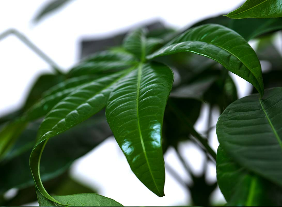Pachira aquatica
