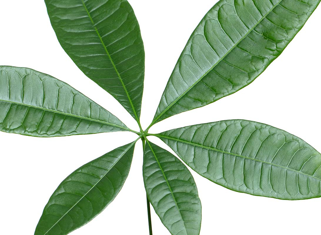Pachira aquatica