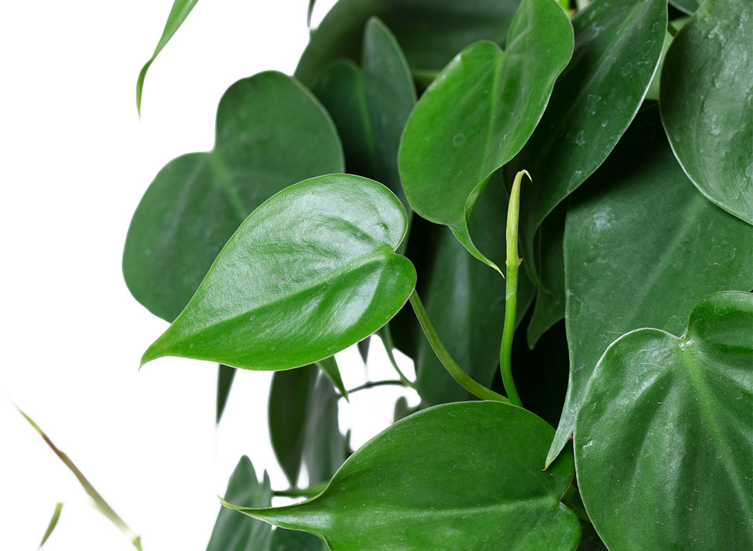 Philodendron scandens basket