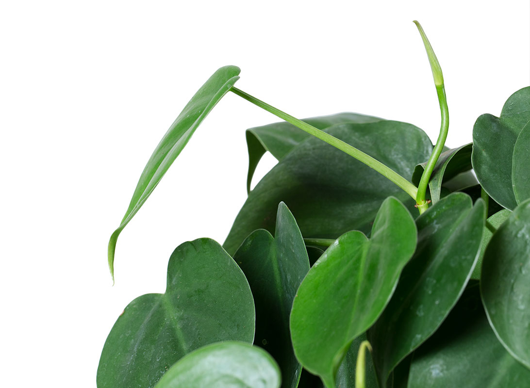 Philodendron scandens basket