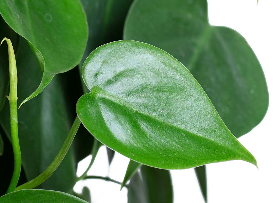 Philodendron scandens basket