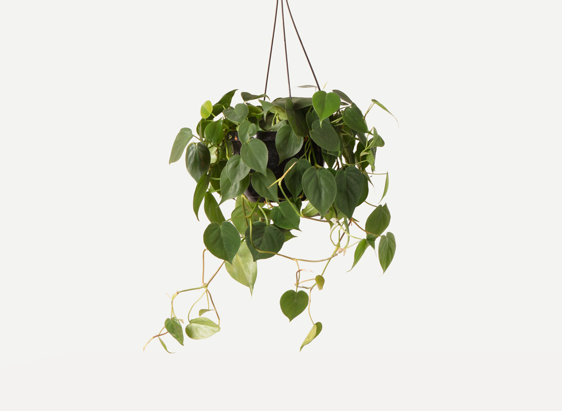 Philodendron scandens basket