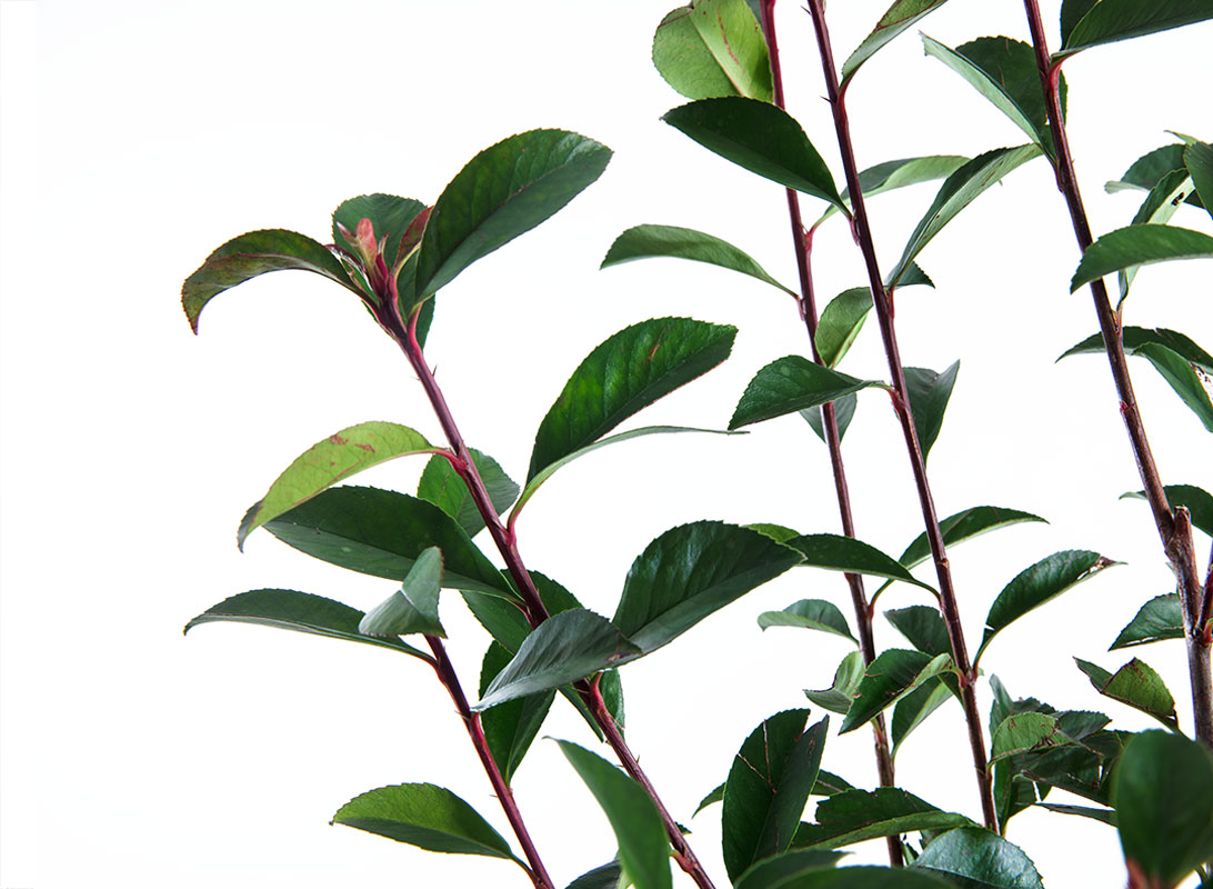 Photinia compacta