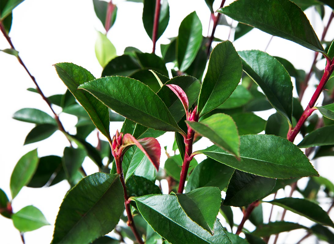 Photinia compacta