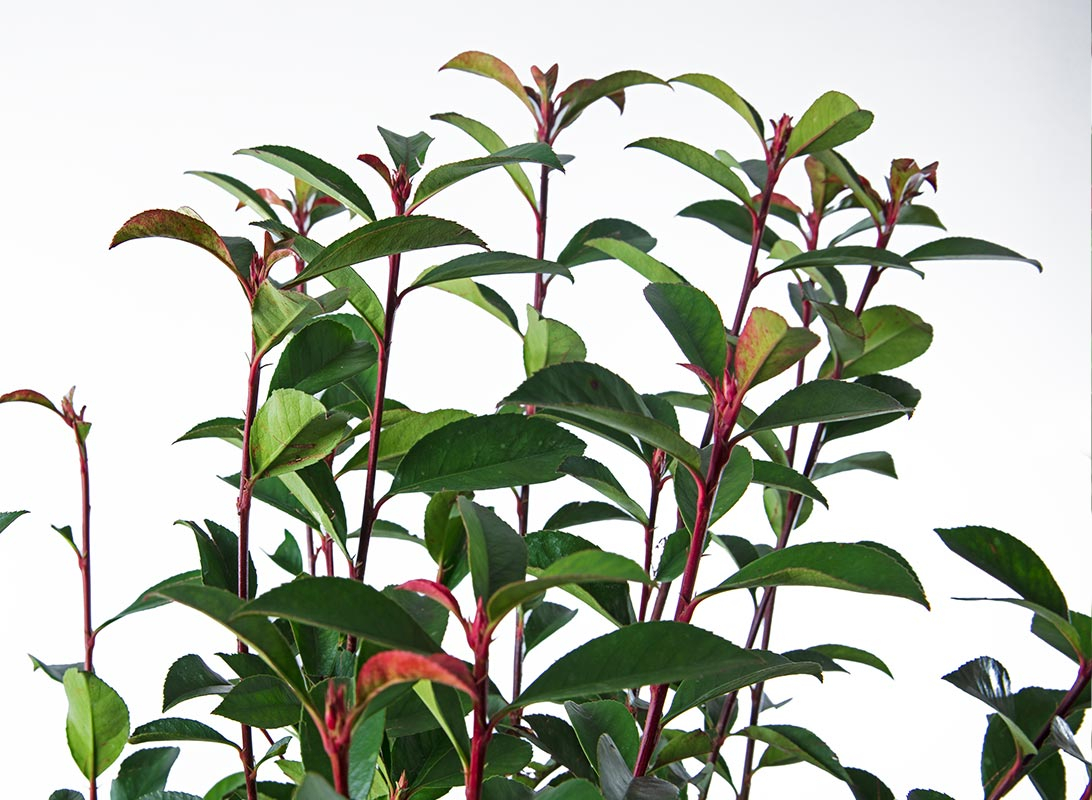 Photinia compacta