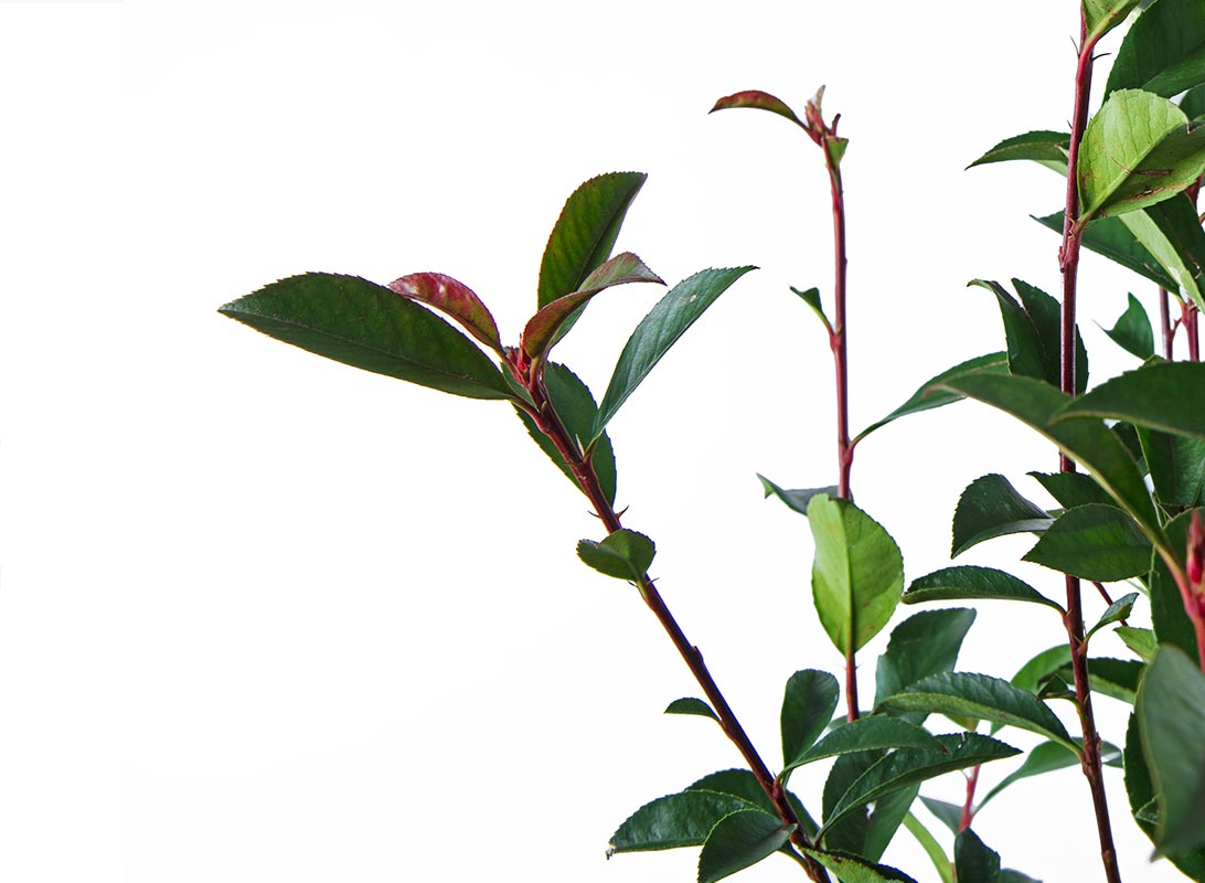 Photinia compacta