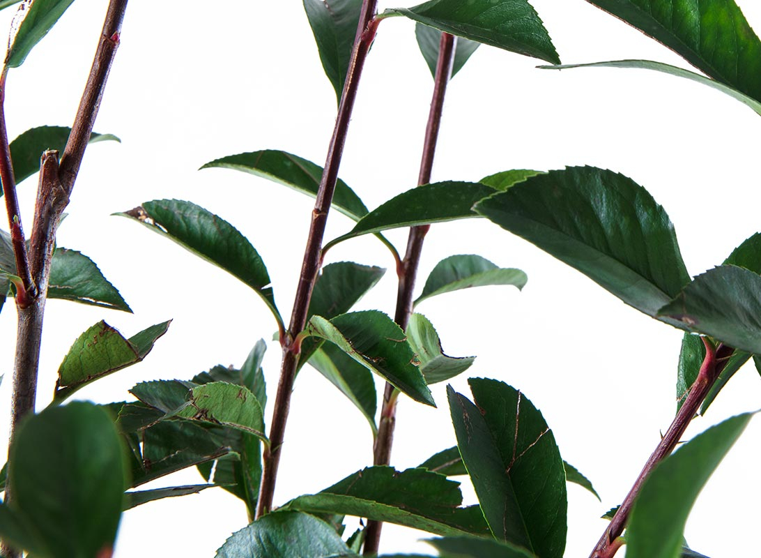 Photinia compacta