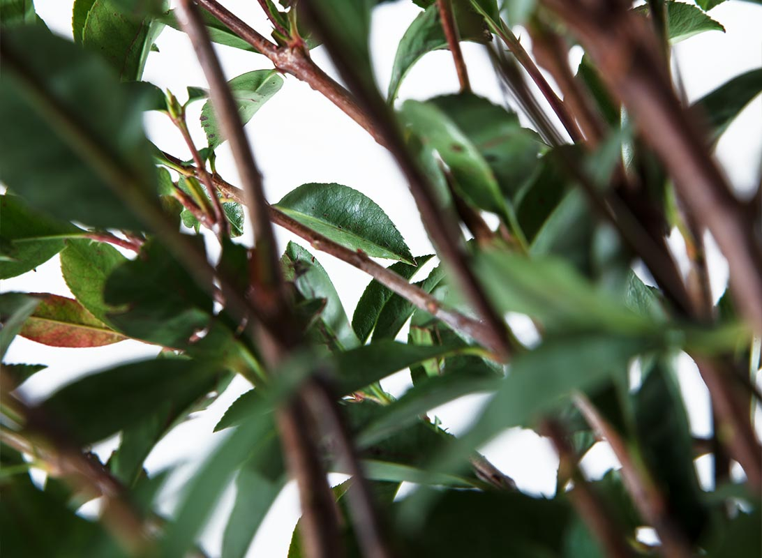 Photinia compacta