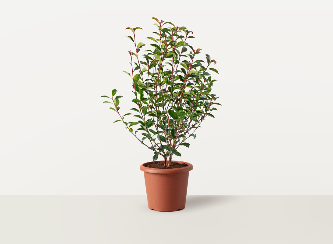 Photinia compacta