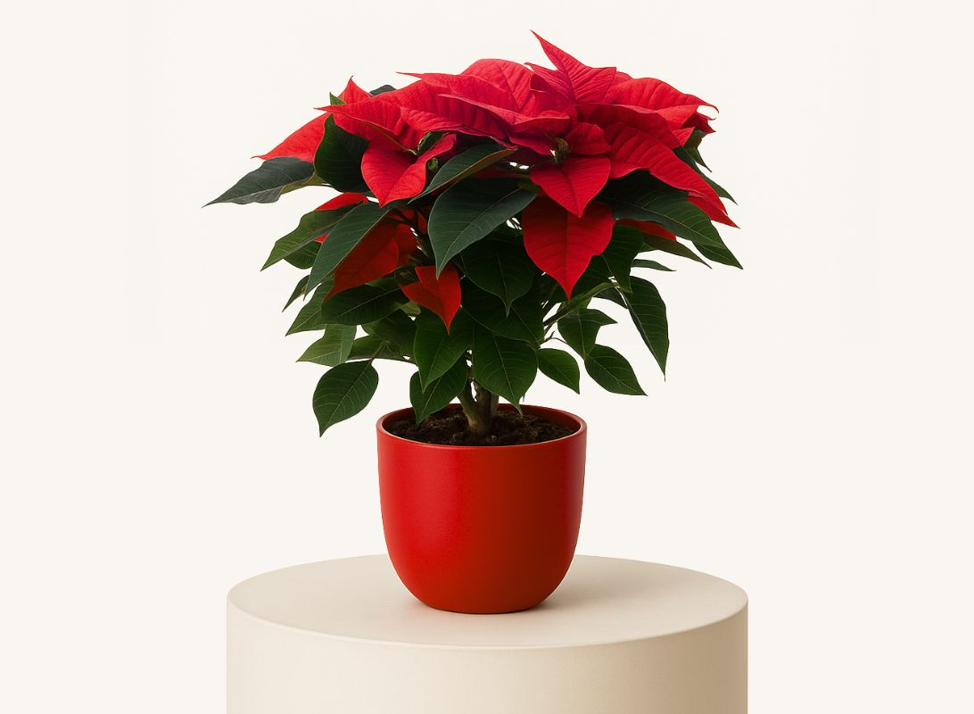 Poinsettia (Stella di Natale)