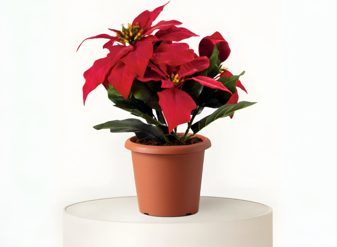 Poinsettia (Stella di Natale)