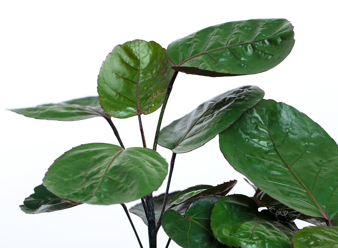 Polyscias fabian