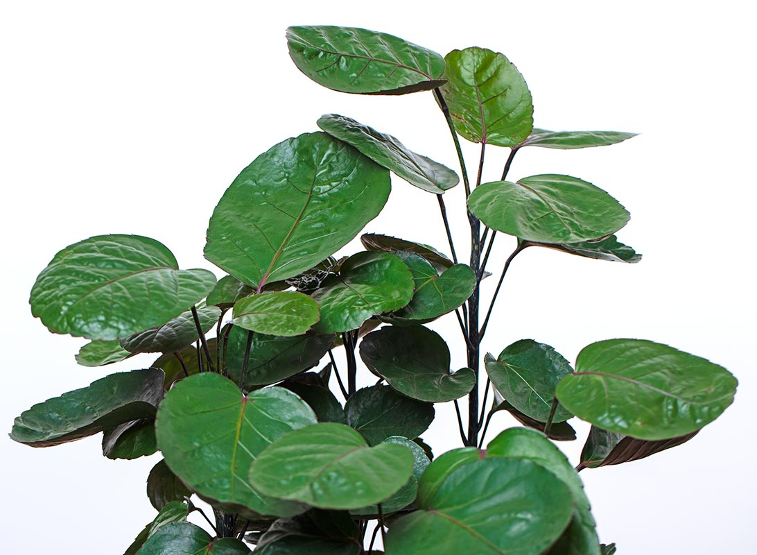 Polyscias fabian